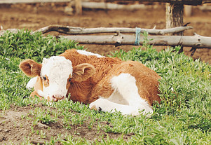 Calf laying down on grass
