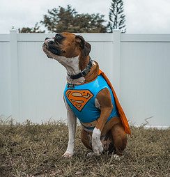 Dog dressed as superman